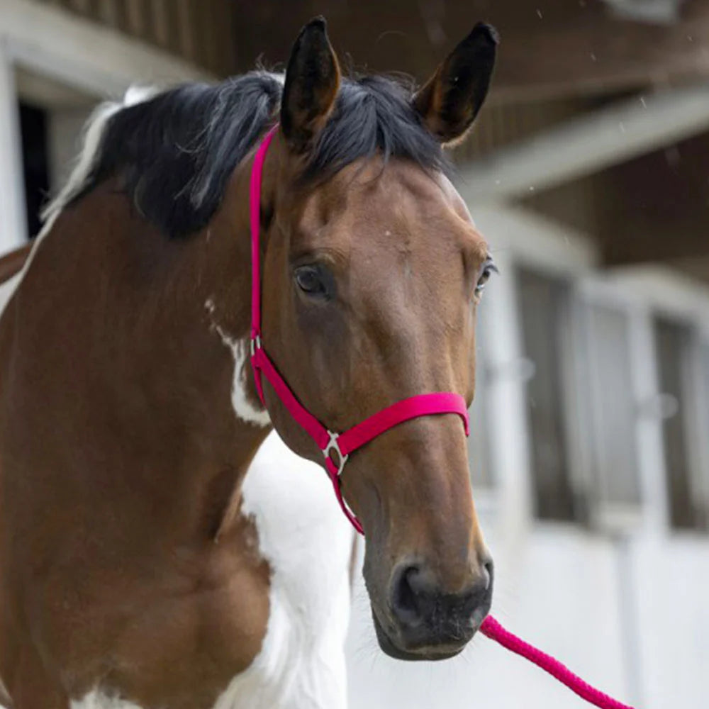 Riding World “Club” Headcollar + Lead Rope