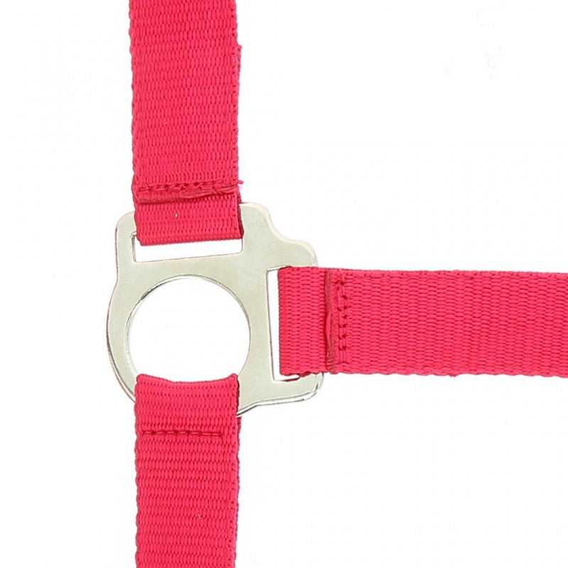 Riding World “Club” Headcollar + Lead Rope