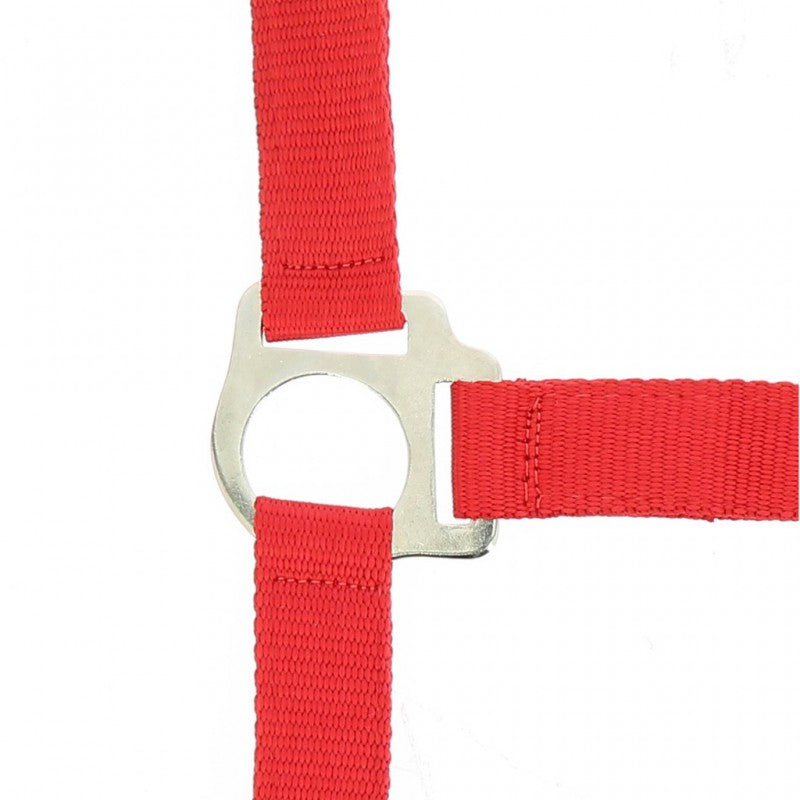Riding World “Club” Headcollar + Lead Rope