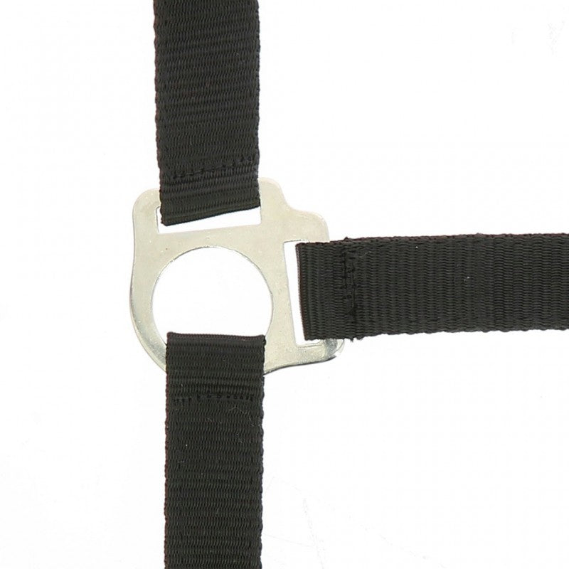 Riding World “Club” Headcollar + Lead Rope
