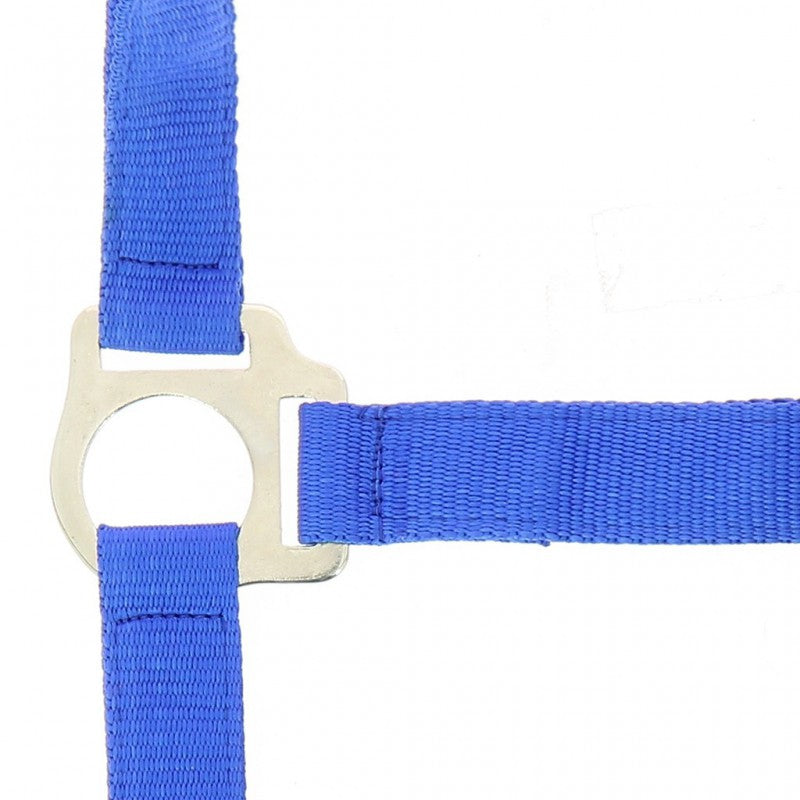 Riding World “Club” Headcollar + Lead Rope
