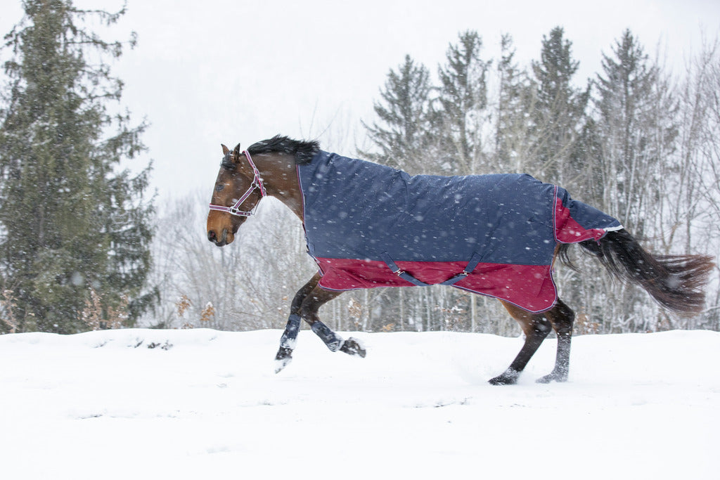 Equitheme Tyrex 1200 D Turnout Rug with high neck