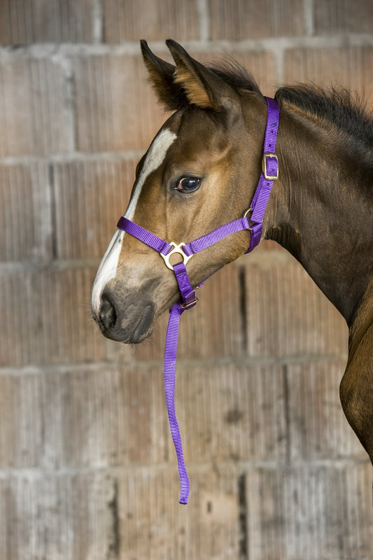 Norton Foal Headcollar + Lead Rope