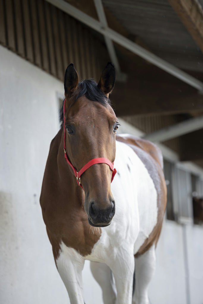 Norton Double Thickness Nylon Headcollar with Buckles