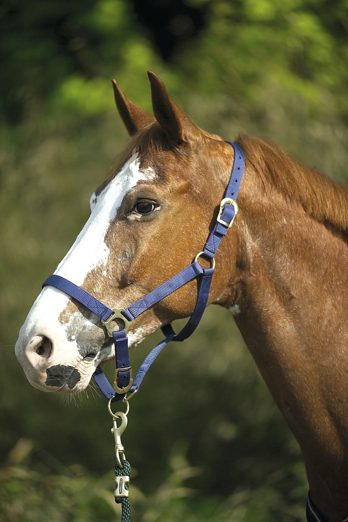 Norton Double Thickness Nylon Headcollar with Buckles