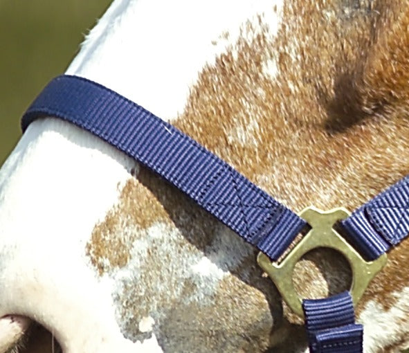 Norton Double Thickness Nylon Headcollar with Buckles