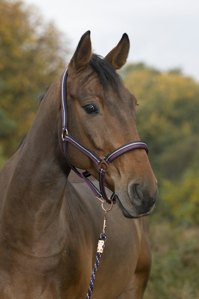 Norton Brillant Headcollar + Lead Rope