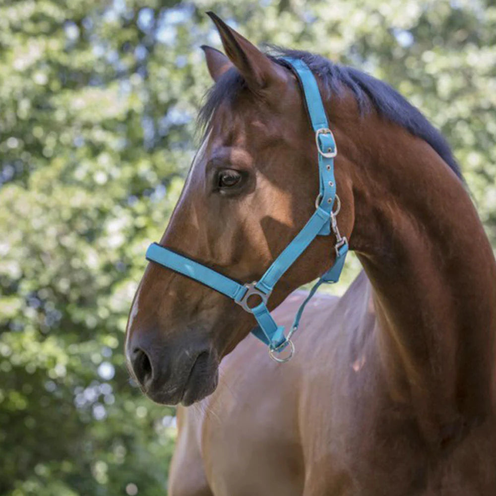 Norton Fluo Lined Headcollar