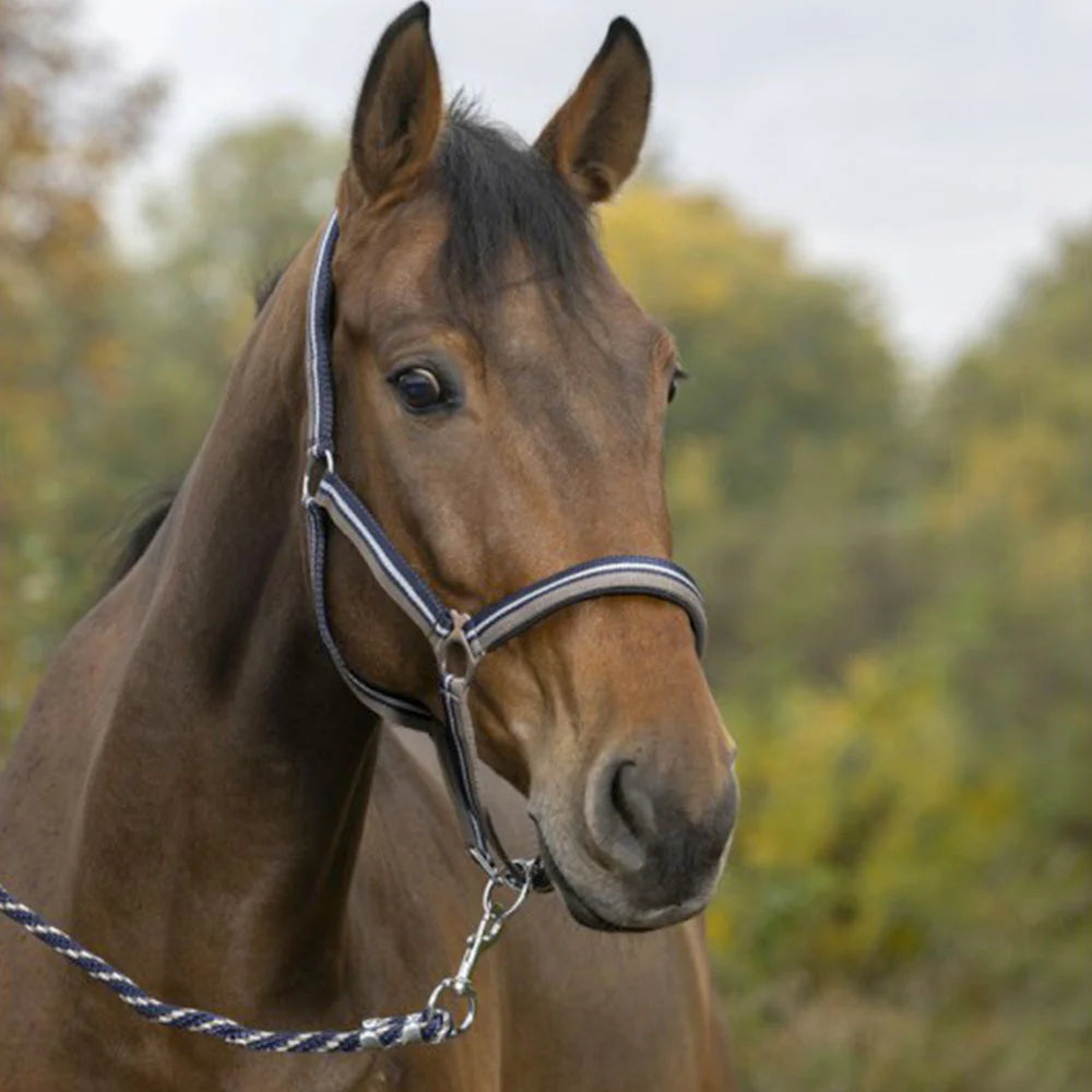 Norton Brillant Headcollar + Lead Rope