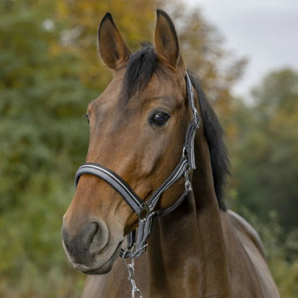 Norton Brillant Headcollar + Lead Rope