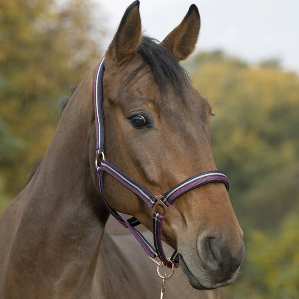 Norton Brillant Headcollar + Lead Rope