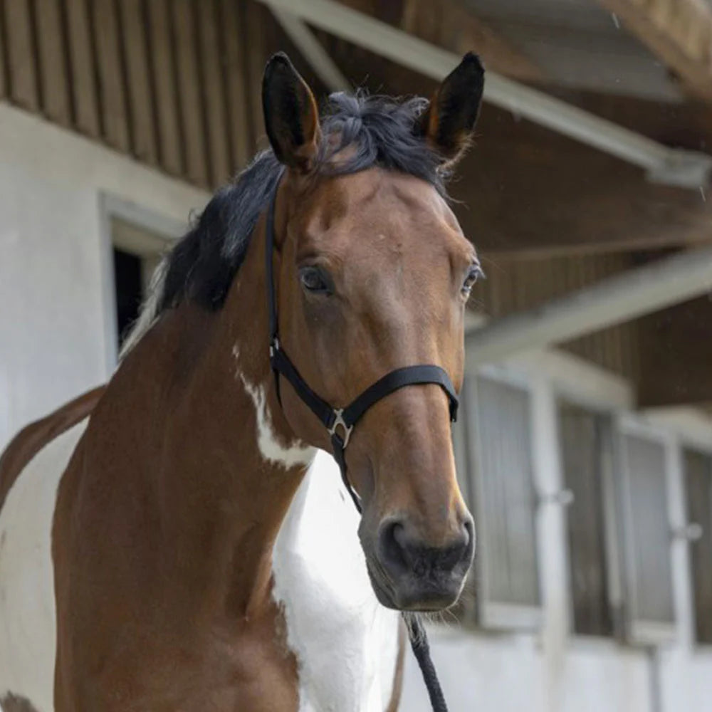 Riding World “Club”  Headcollar + Lead Rope