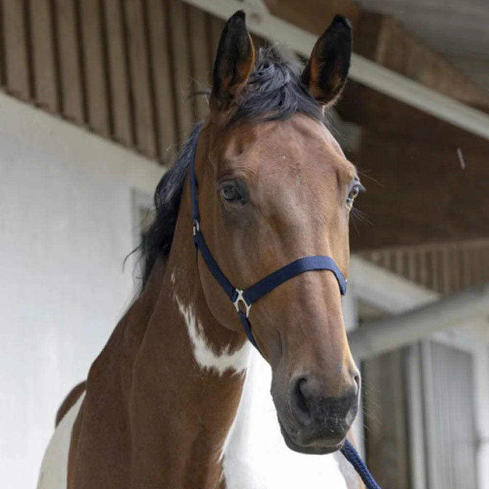 Riding World “Club”  Headcollar + Lead Rope