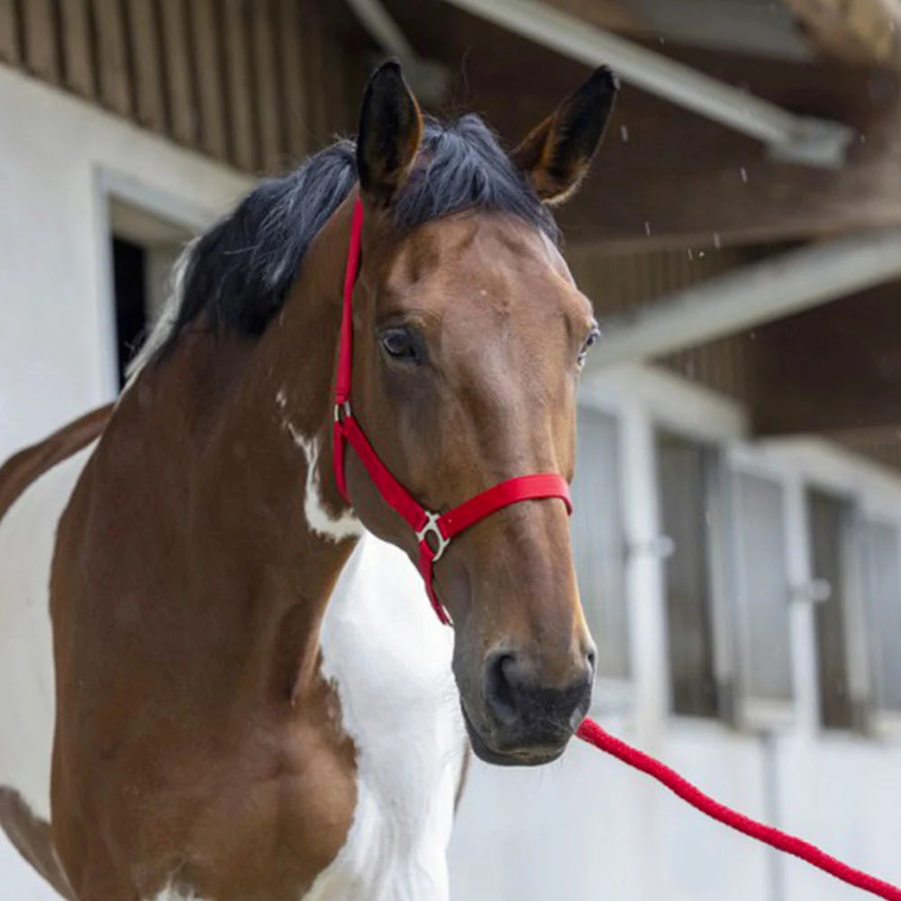 Riding World “Club”  Headcollar + Lead Rope