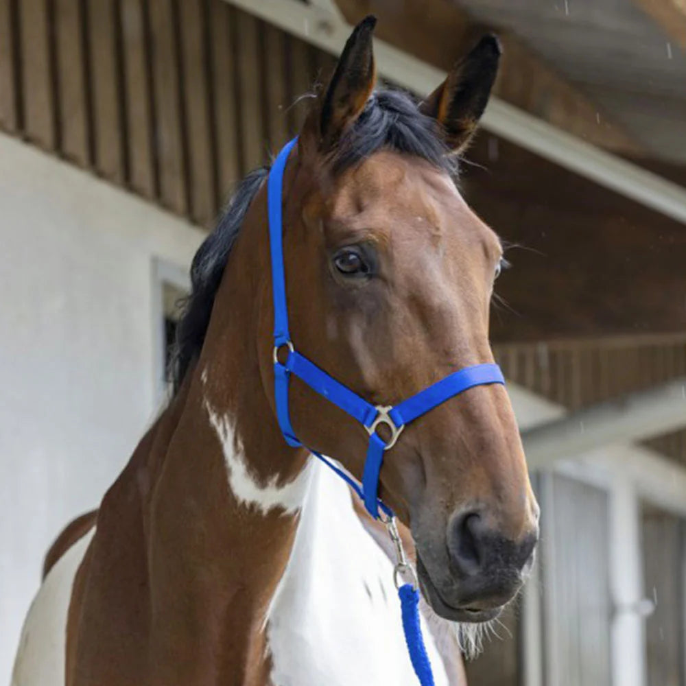 Riding World “Club”  Headcollar + Lead Rope