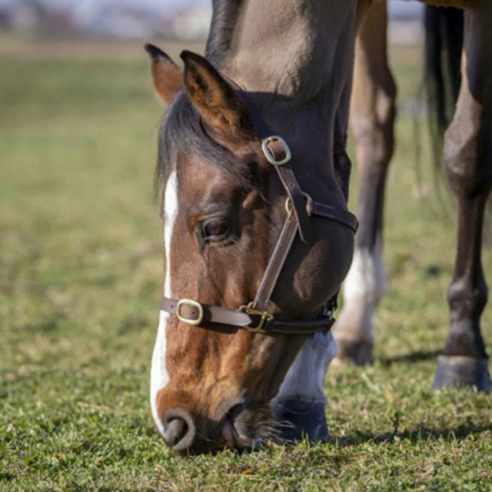 Norton Club Cuir Leather Headcollar