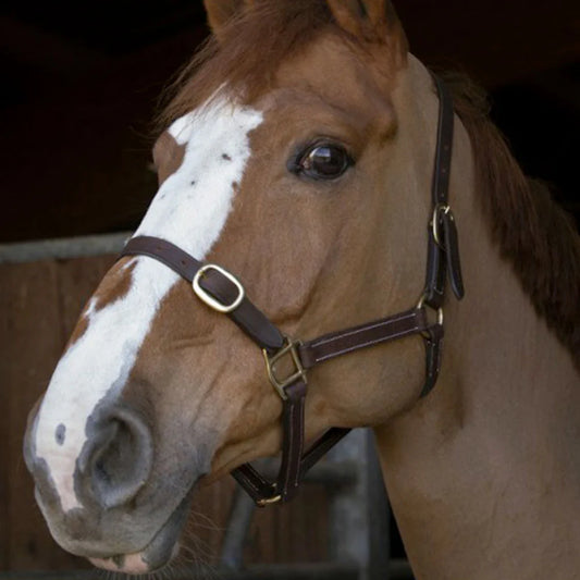 Norton Club Cuir Leather Headcollar