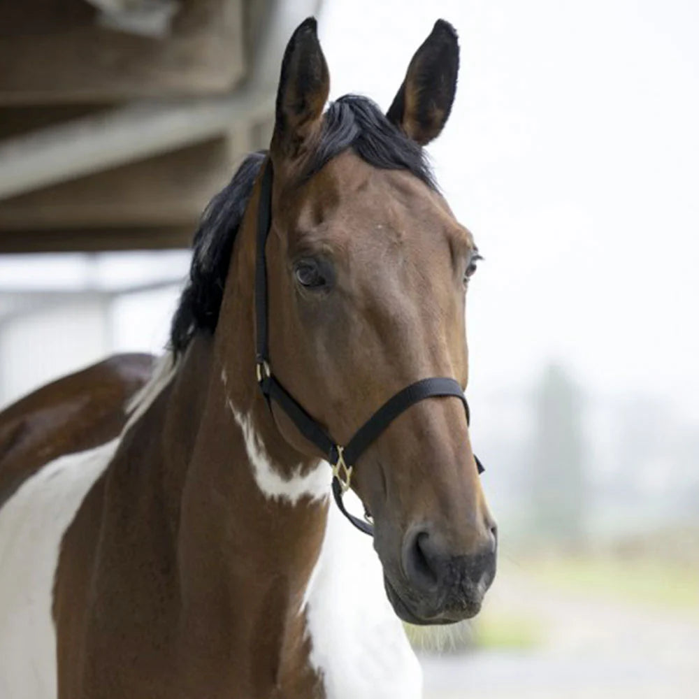 Norton Double Thickness Nylon Headcollar with Buckles