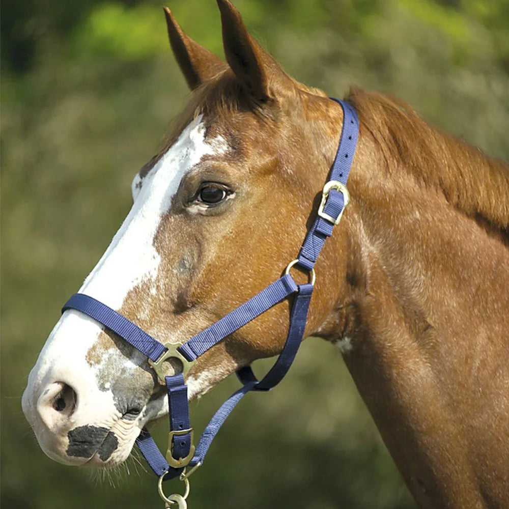 Norton Double Thickness Nylon Headcollar with Buckles