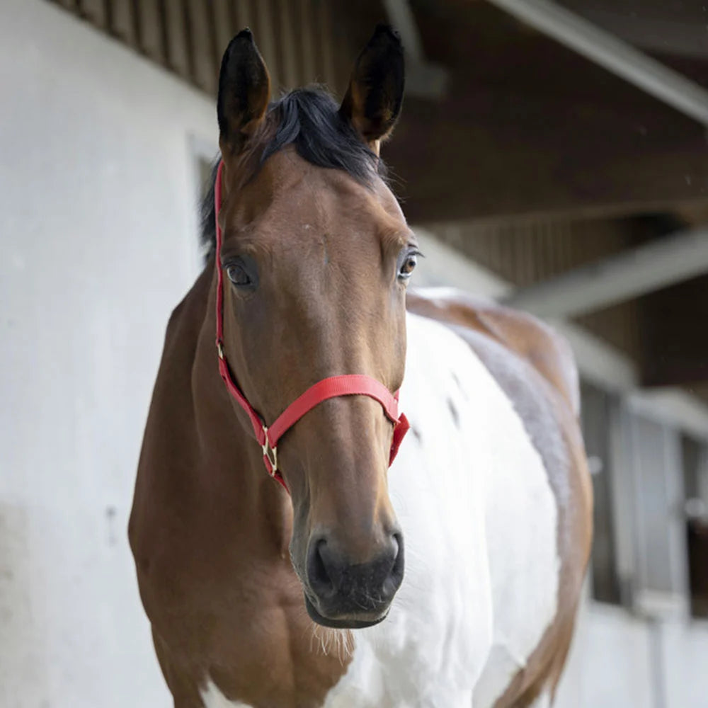 Norton Double Thickness Nylon Headcollar with Buckles