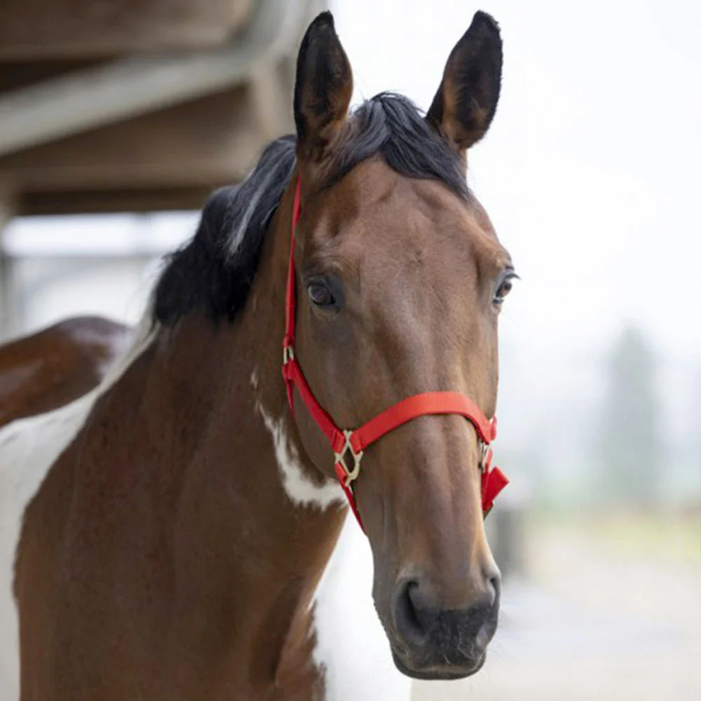 Norton Double Thickness Nylon Headcollar with Buckles