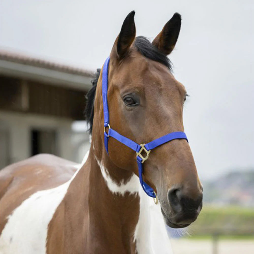 Norton Double Thickness Nylon Headcollar with Buckles