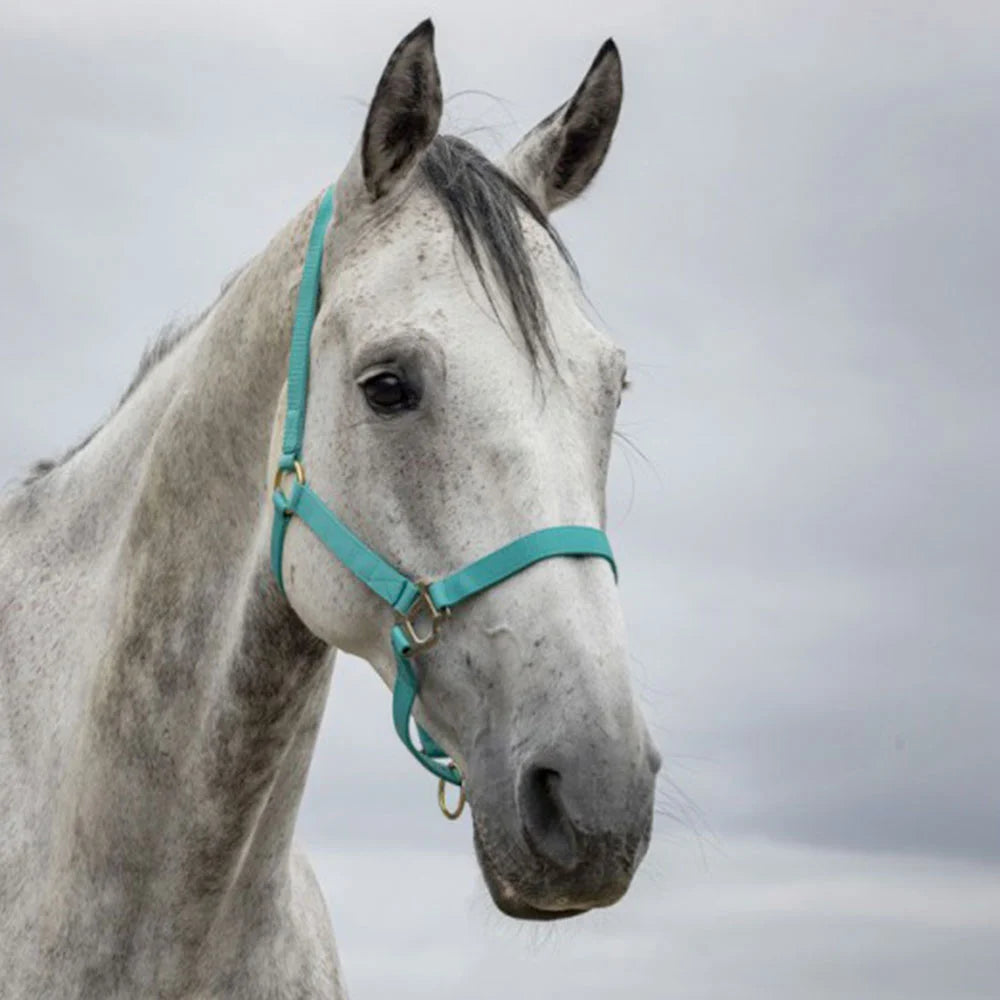 Norton Double Thickness Nylon Headcollar with Buckles