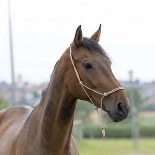 Norton First Rope Headcollar