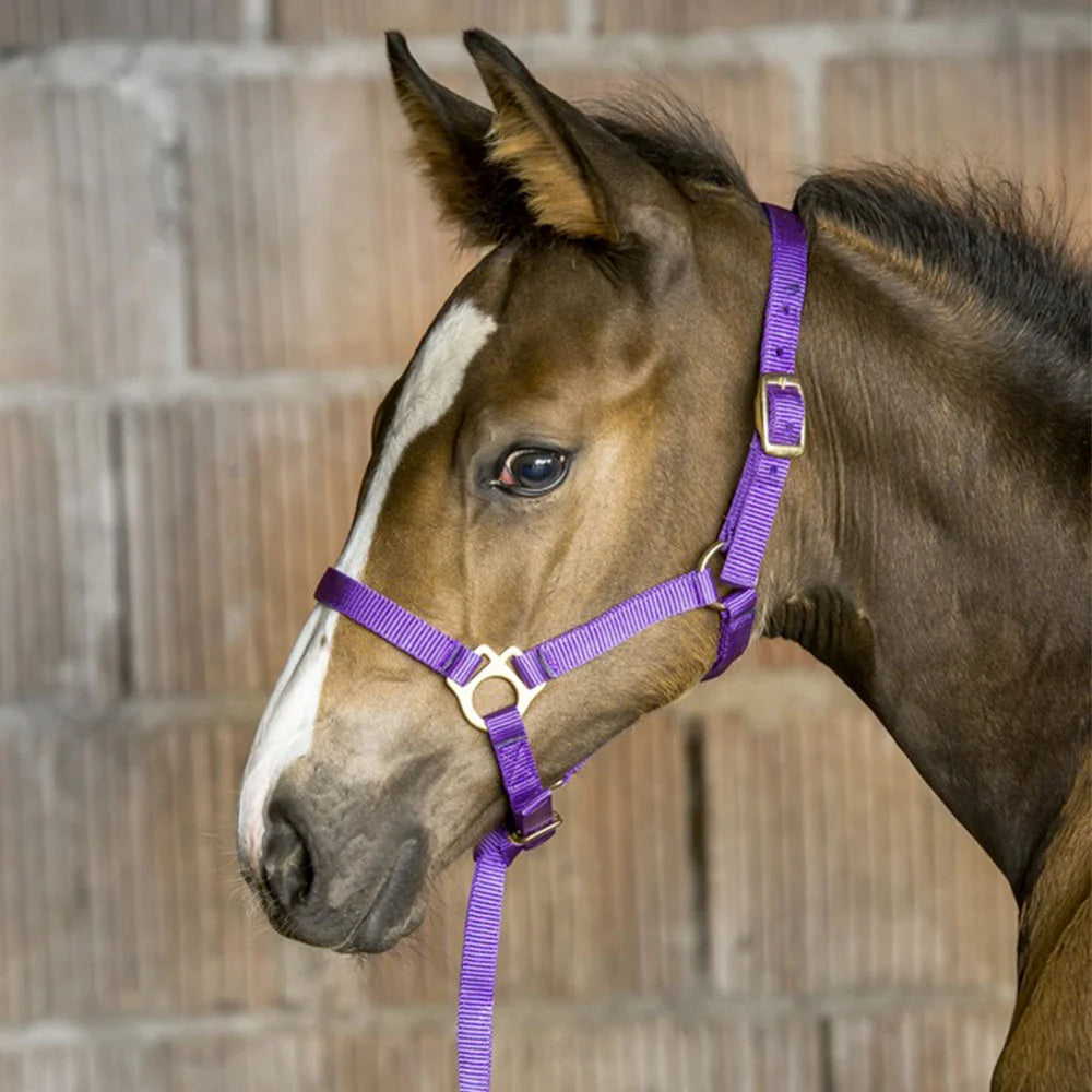 Norton Foal Headcollar + Lead Rope