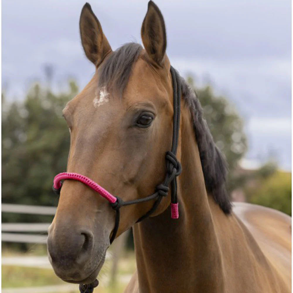 Norton Fun Colour Ethological Headcollar + Lead Rope