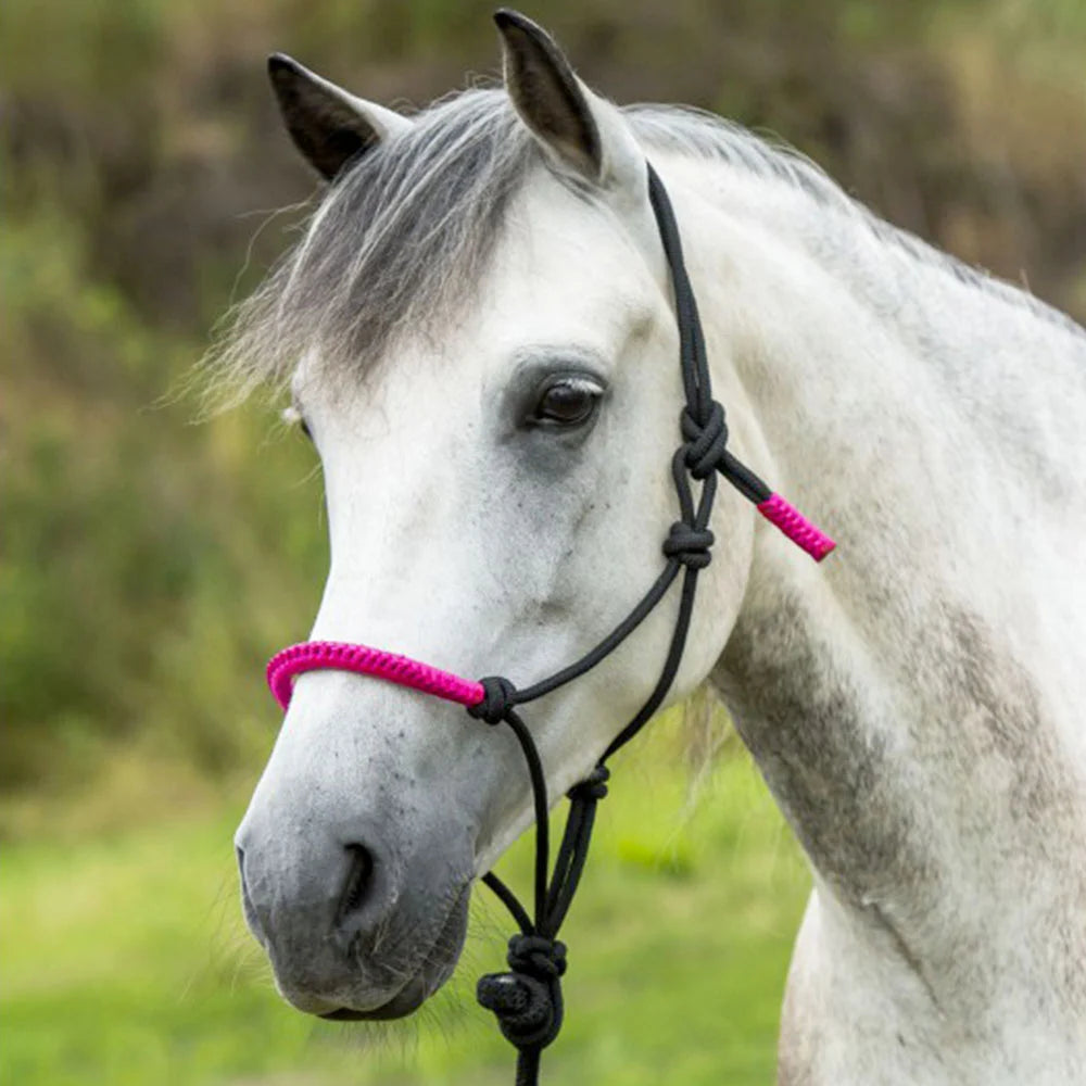 Norton Fun Colour Ethological Headcollar + Lead Rope