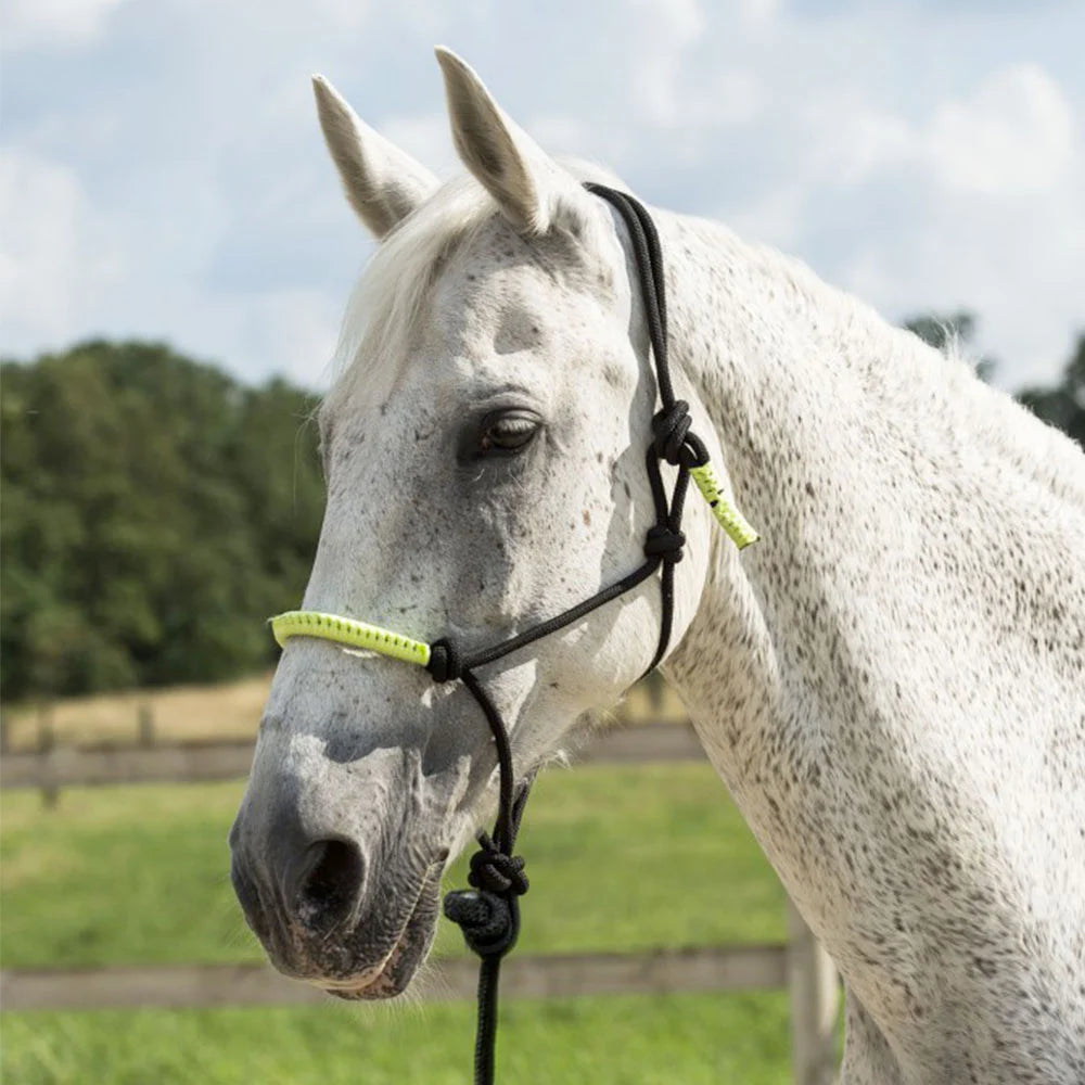 Norton Fun Colour Ethological Headcollar + Lead Rope