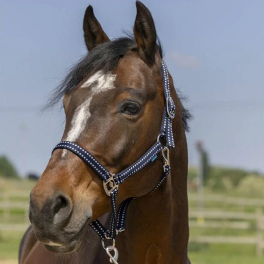 Norton Grooming Headcollar