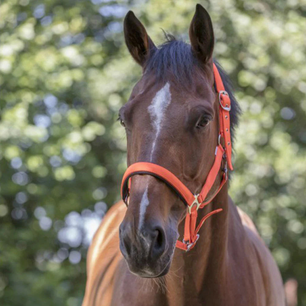 Norton Fluo Lined Headcollar