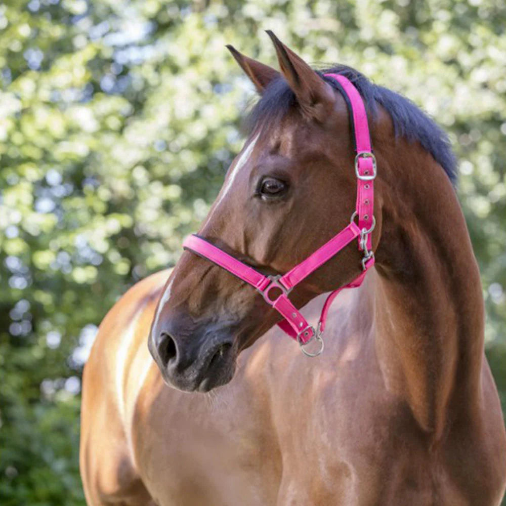 Norton Fluo Lined Headcollar