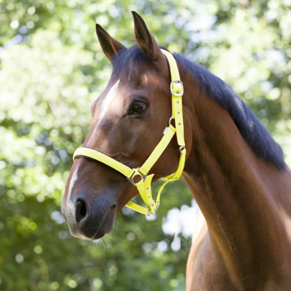 Norton Fluo Lined Headcollar