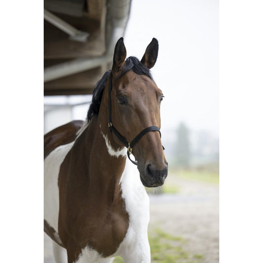 Norton Double Thickness Nylon Headcollar with Buckles