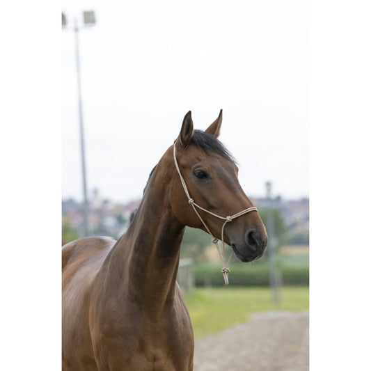 Norton First Rope Headcollar