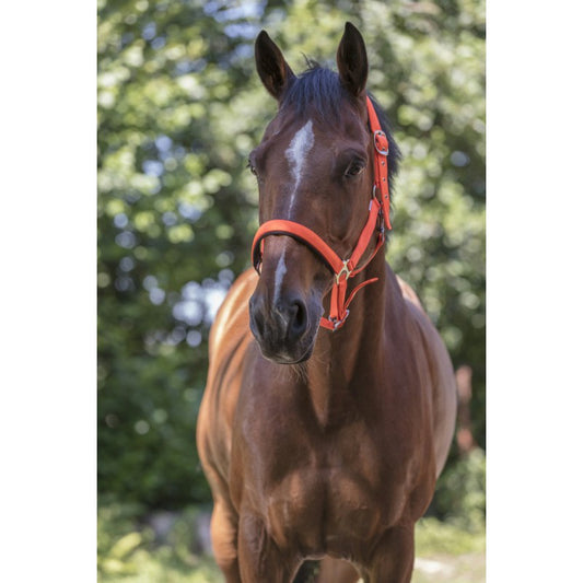 Norton Fluo Lined Headcollar