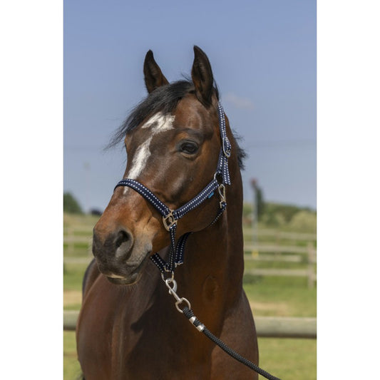 Norton Grooming Headcollar