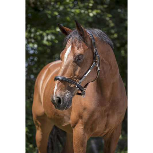 Norton Pro Grooming Leather Headcollar