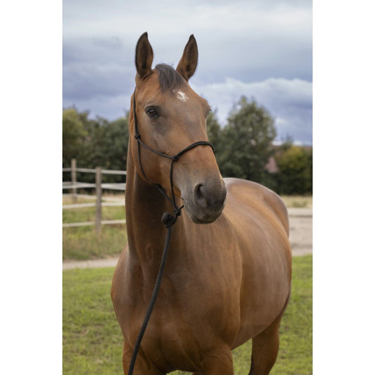 Norton Soft Ethological Headcollar