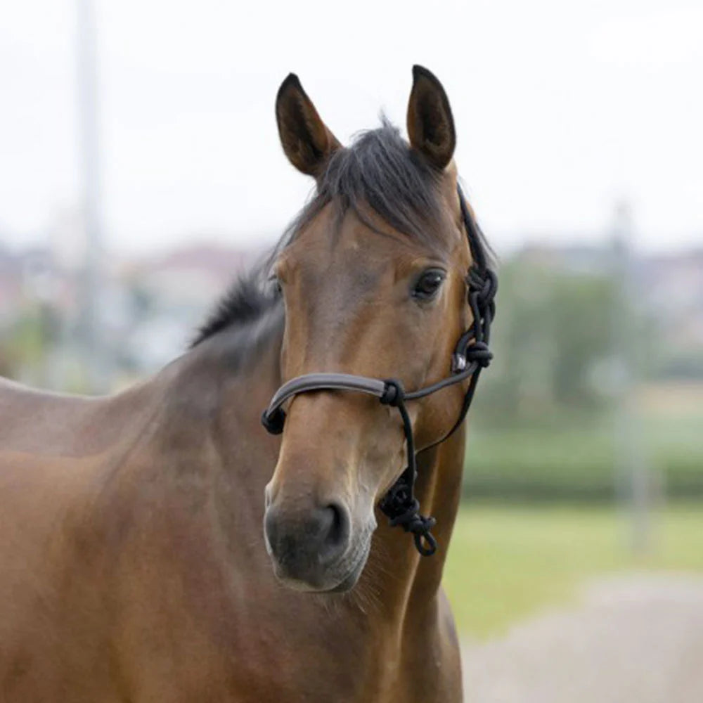 Norton Corde/Synthétique Ethological Headcollar