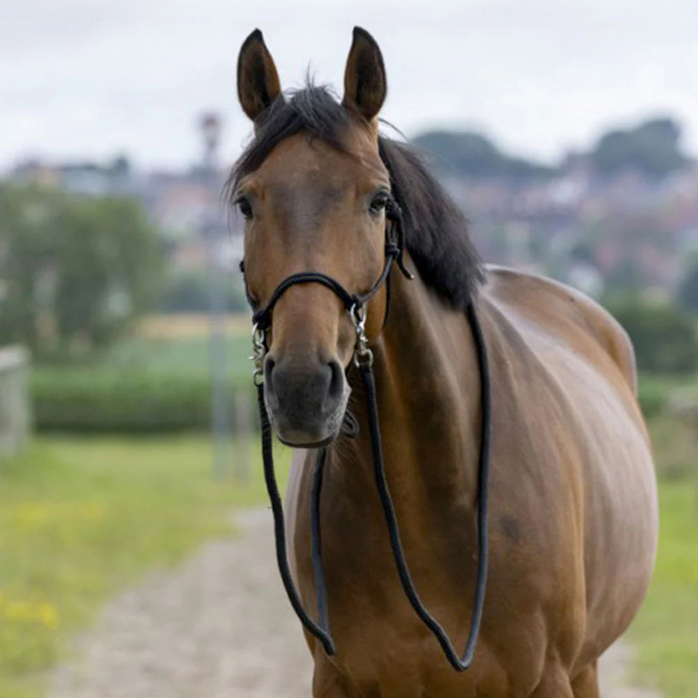 Norton Ethological Headcollar with Reins