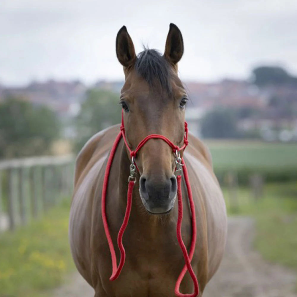 Norton Ethological Headcollar with Reins