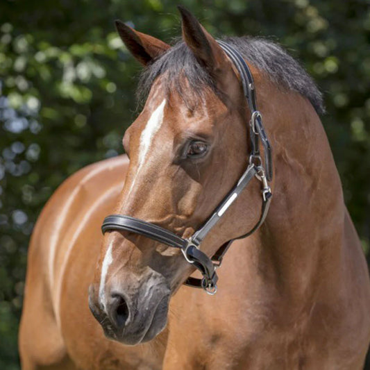 Norton Pro Grooming Leather Headcollar