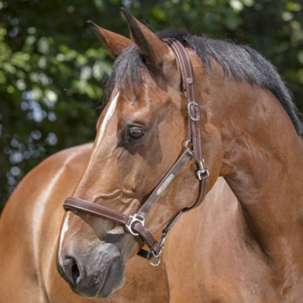 Norton Pro Grooming Leather Headcollar