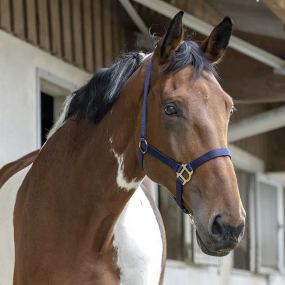 Riding World Headcollar