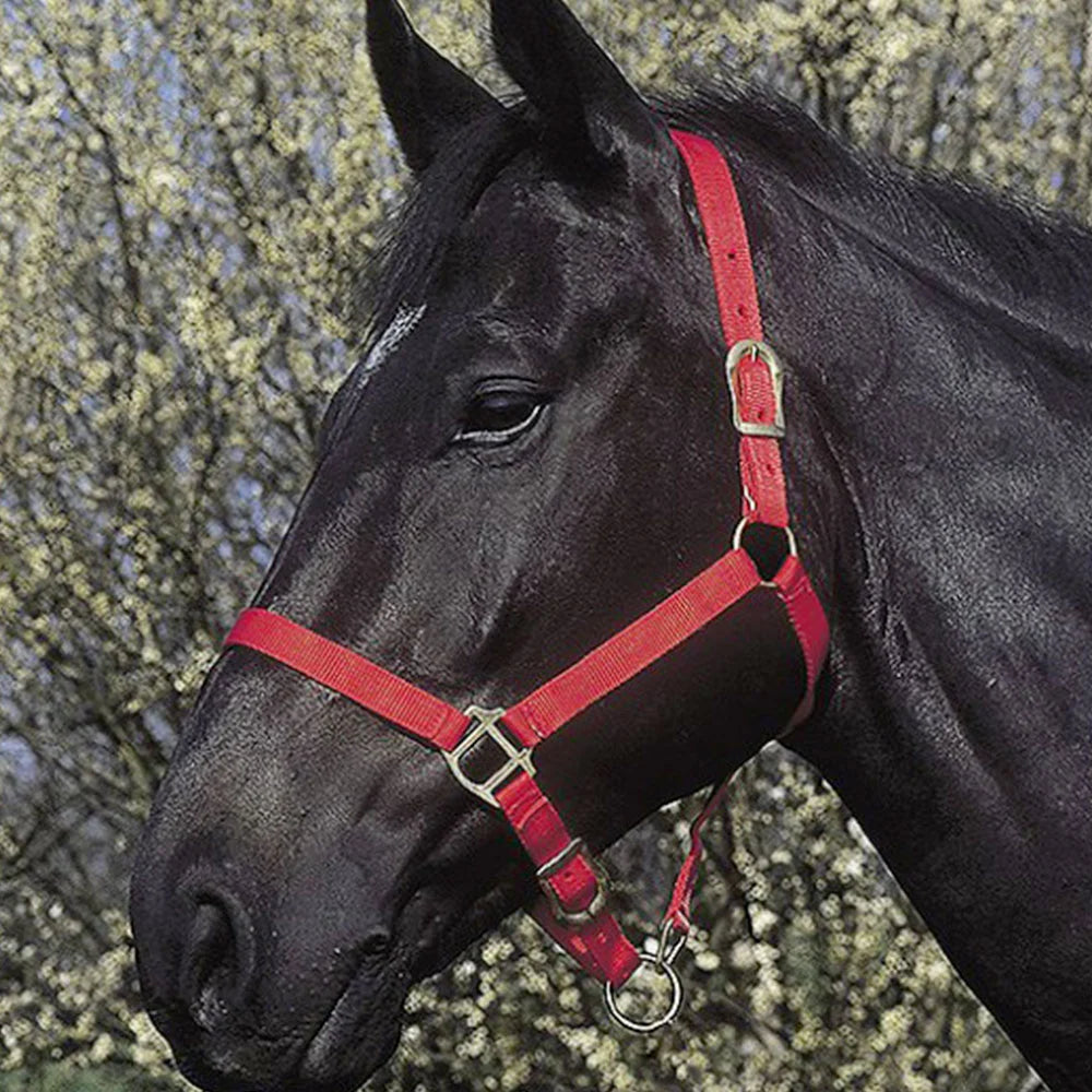 Riding World Headcollar