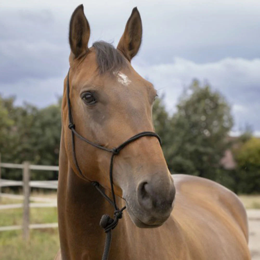 Norton Soft Ethological Headcollar